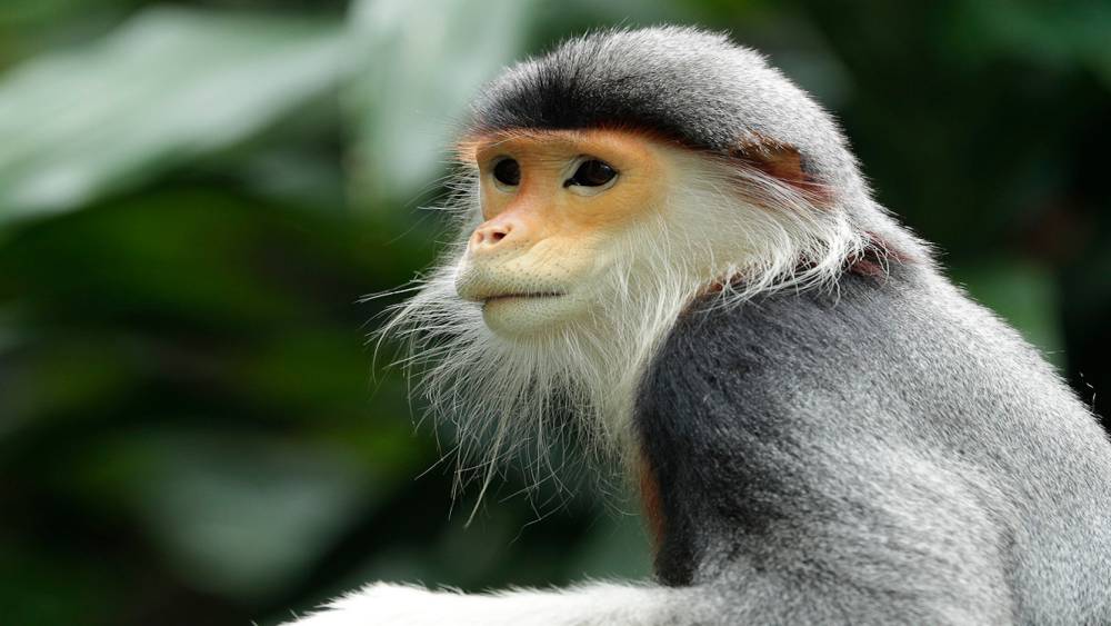 Languishing in the wild